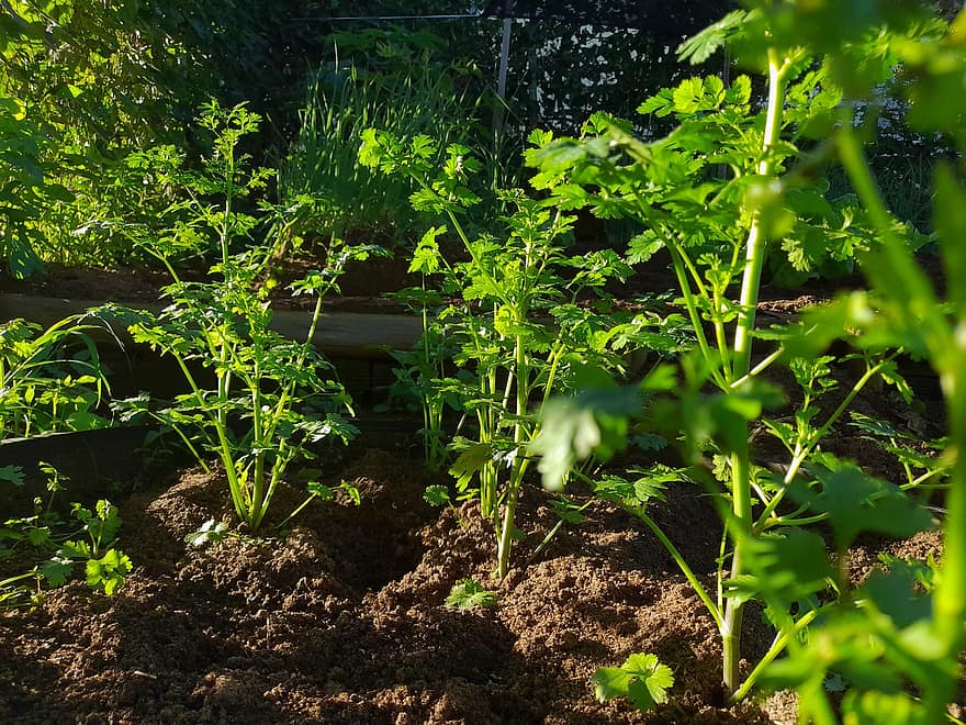 Herb, Coriander, Organic, Growth