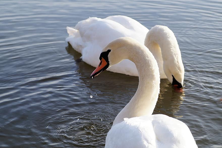 Swans, Couple, Pond, Birds, Waterfowls, Animals, White Swans, Feathers, White Feathers, Ave, Avian