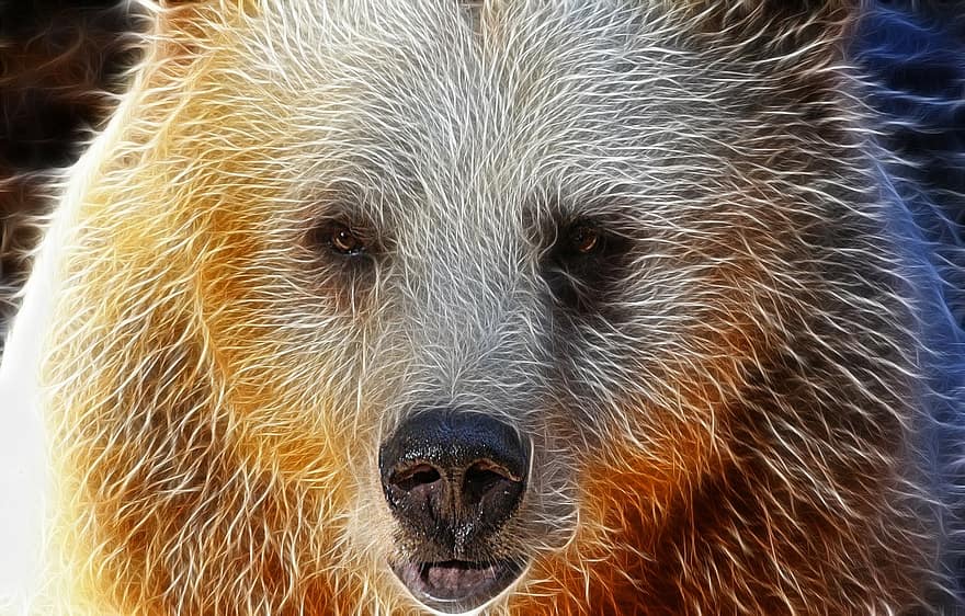 Bear, Face, Portrait, Syrian, Image Editing, Sharpness, Fractals, Expression