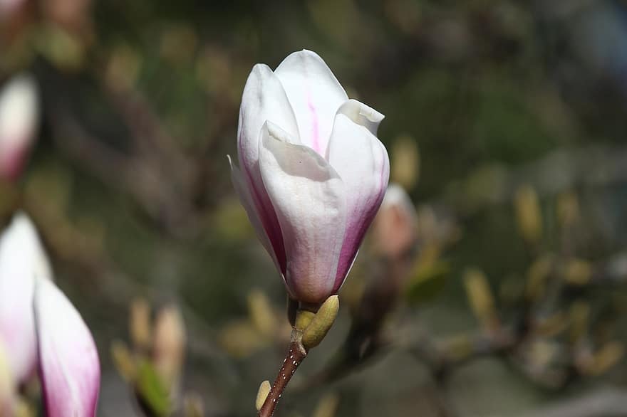 blomst, magnolia, træ, blomster, forår, tulipan, flor, isolerede, tæt på, plante, kronblad
