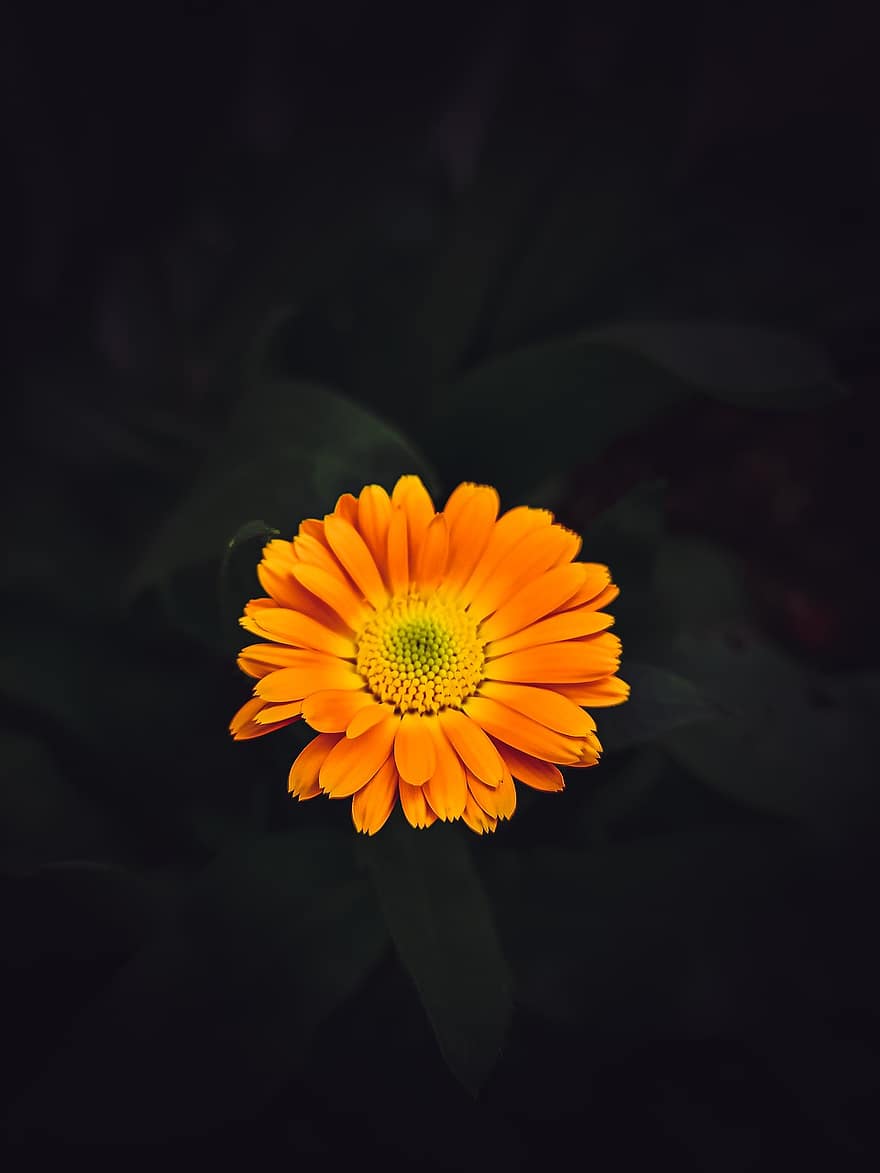 potten marigold, blomst, plante, orange blomst, kronblade, flor, flora, natur, gul, tæt på, sommer