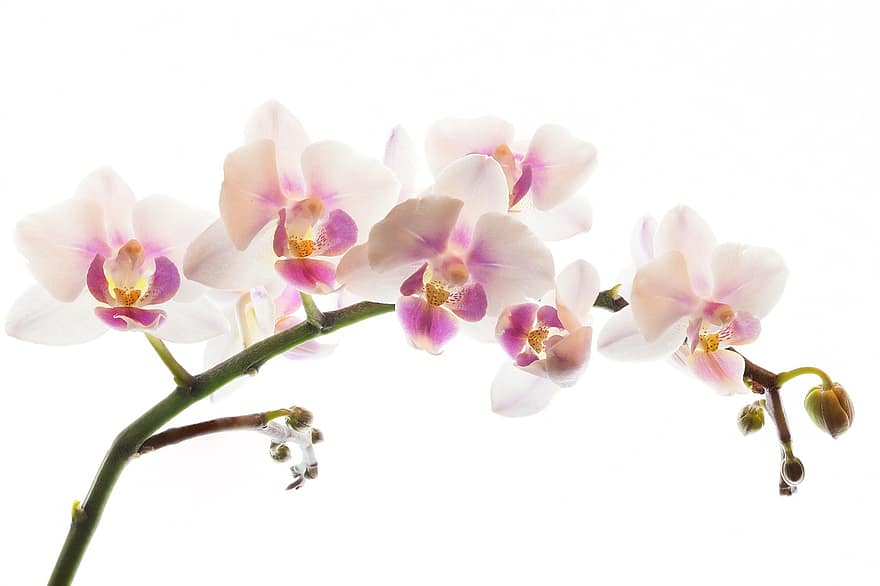 orhidee, flori, fundal, macro, inflori, a inflori, floră, muguri, plantă, floare, cap de floare