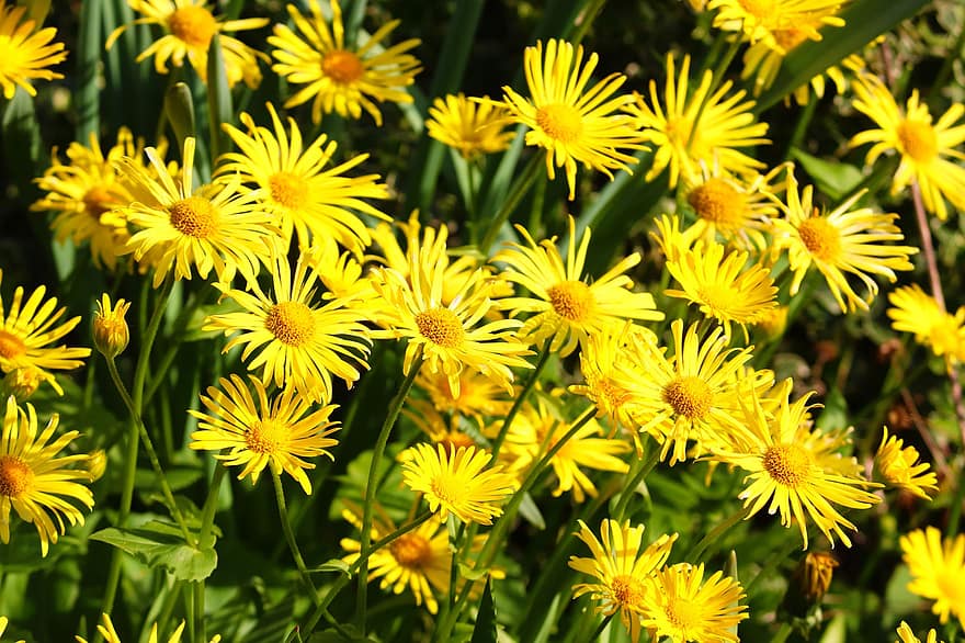 koiranputkea, kukat, puutarha, keltaiset kukat, kukinta, niitty, kevät, luonto