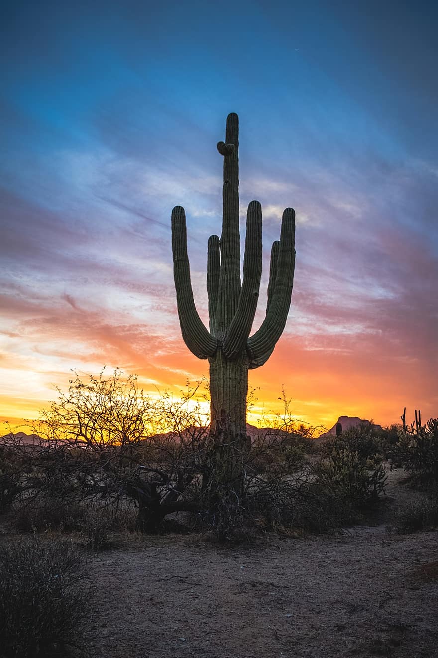 cactus, tramonto, deserto, natura, paesaggio, crepuscolo, sole, Alba, alba, luce del sole, asciutto