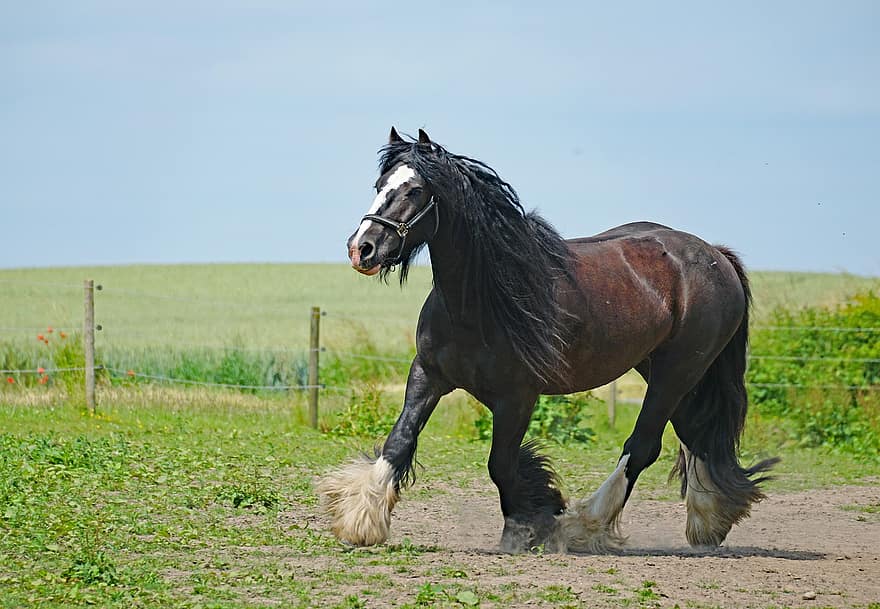 кінь, конячий, кінний спорт, пасовище, ссавець, ранчо, трави, шир