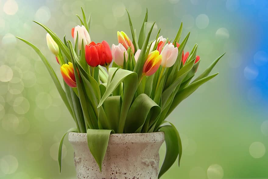 tulpės, tulpių puokštė, puokštė, floristikos, žalia spalva, gėlė, augalų, pavasarį, tulpė, šviežumas, gėlių galva