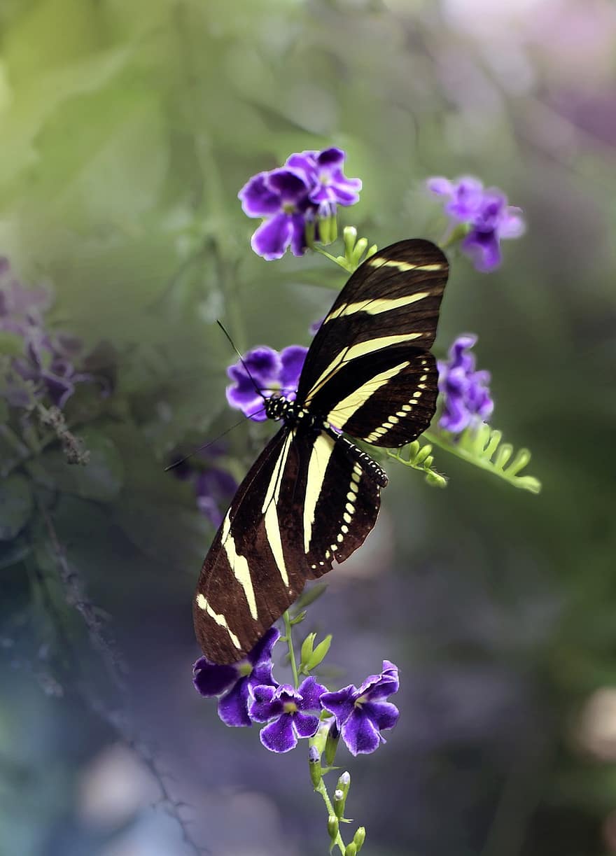 mariposa, alas de mariposa, lepidópteros, entomología, insecto, alas, naturaleza, fotografía macro, las flores, Flores moradas
