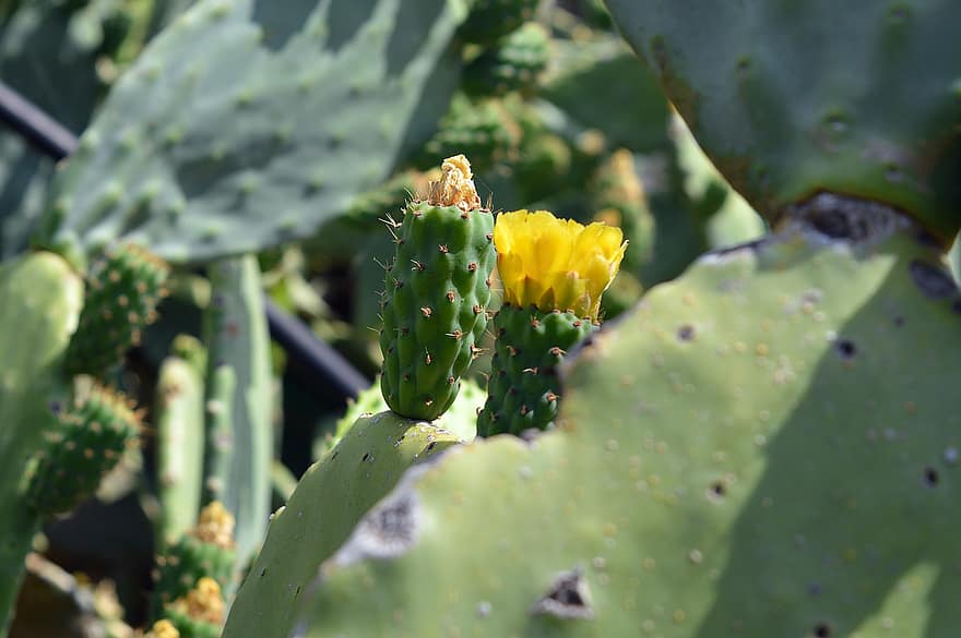 Prickly Pear, Flower, Thorny, Nature, Green, Opuntia, Bloom, Thorns, Plug, Yellow, Flowers