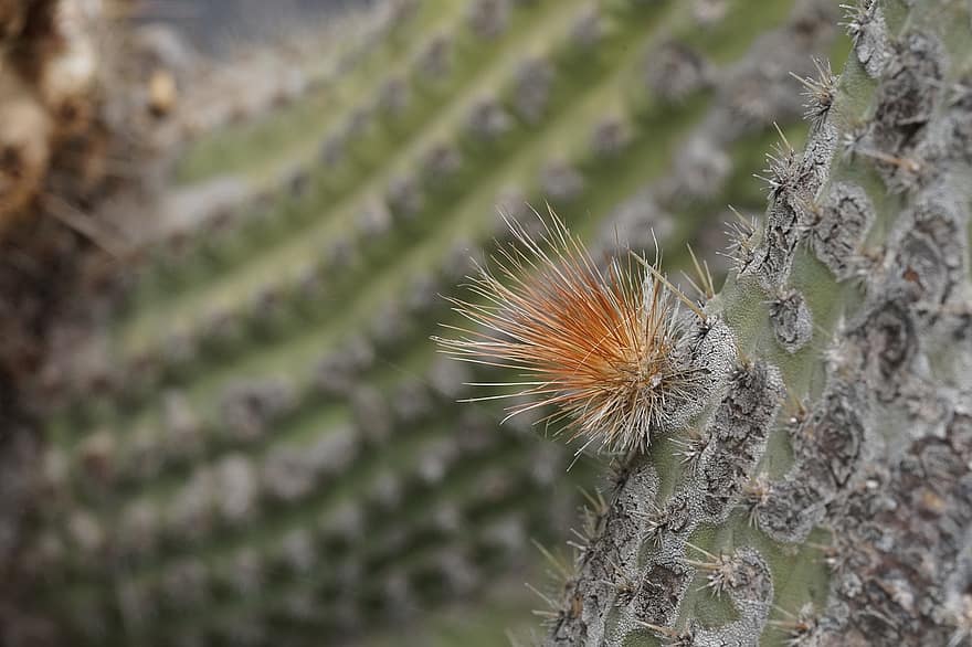 cactus, planta, naturaleza, de cerca, espina, color verde, macro, botánica, hoja, insecto, multi color