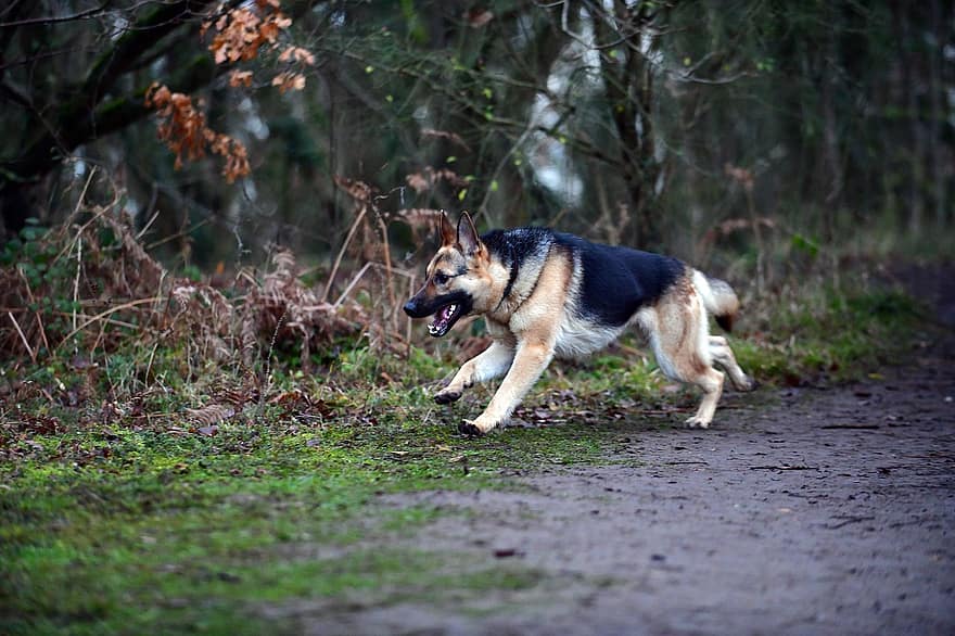 독일 셰퍼드, 개, 달리는, 착한 애, 달리는 개, 장난이 심하다, 장난이 심한 개, 강아지, 옥외, 자연, 포유 동물