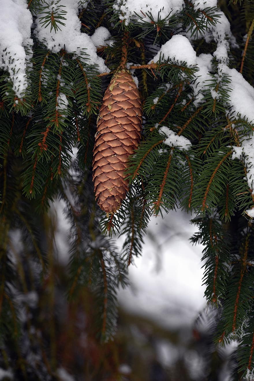 cono de pino, picea, puntilla, invierno, nieve, agujas, de cerca