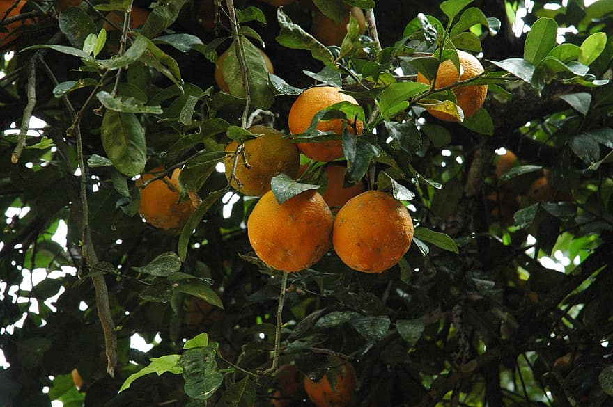 pomarańcze, owoce, drzewo pomarańczowe