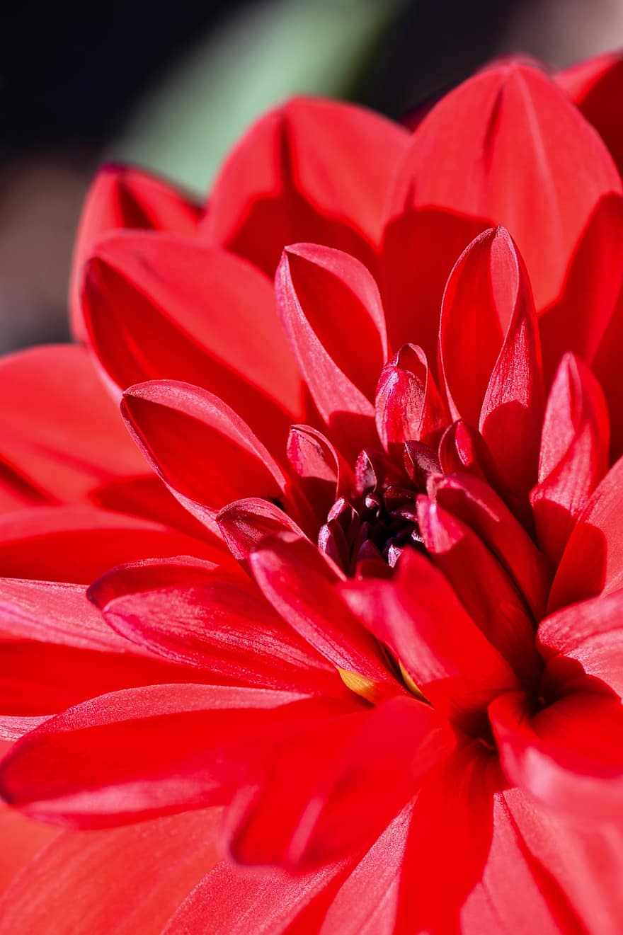 Dahlia, Red, Flower, Petals, Bloom, Blossom, Red Flower, Red Petals, Flora, Floriculture, Horticulture