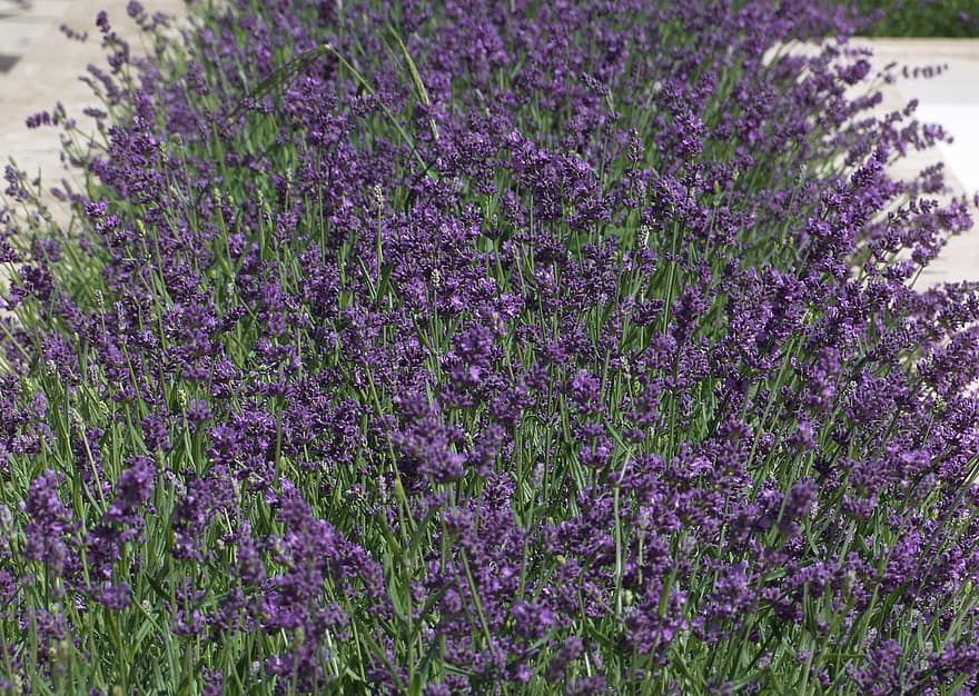 Lavendel, Lavandula, Blume, Wiese, Blumenbeet, bettwäsche, Pflanze, Botanik