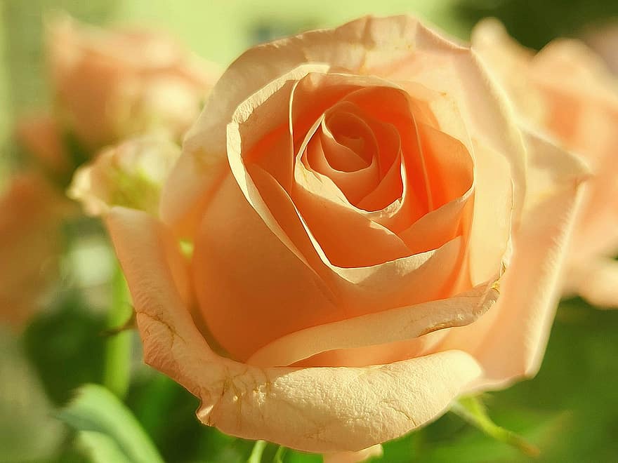 roos, bloem, fabriek, bloemblaadjes, Rose Zalm, bloeien, bloesem, bloeiend, flora, schoonheid, tuin-