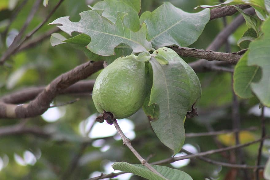 guava, ovoce, polovina, tropický, bílý, zelená, jídlo, cesta, vystříhnout, 2, živel