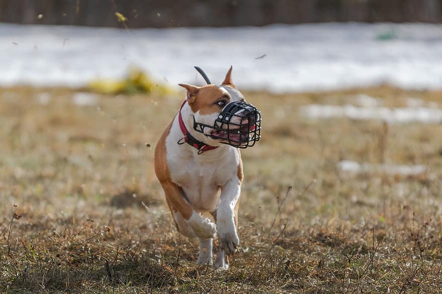 Pitbull, σκύλος, τρέξιμο, πεδίο, σε εξωτερικό χώρο, ενεργός, ζώο, κυνόδοντες, ευκινησία, αθλητικός, κυνικός