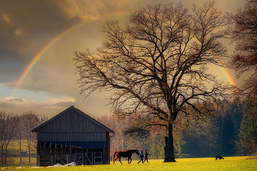 choza, arco iris, caballo, perro, paseante, árbol, finales de otoño, prado, bosque, naturaleza, ramas