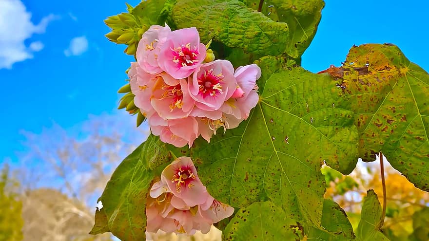 Hollyhocks, Pink Flowers, Flowers, Nature, leaf, plant, close-up, flower, petal, summer, flower head