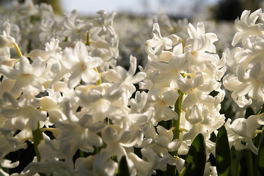 hyacint, bílé květy, květiny, zahrada, květ, Příroda, flóra, detail, rostlina, květu hlavy, letní