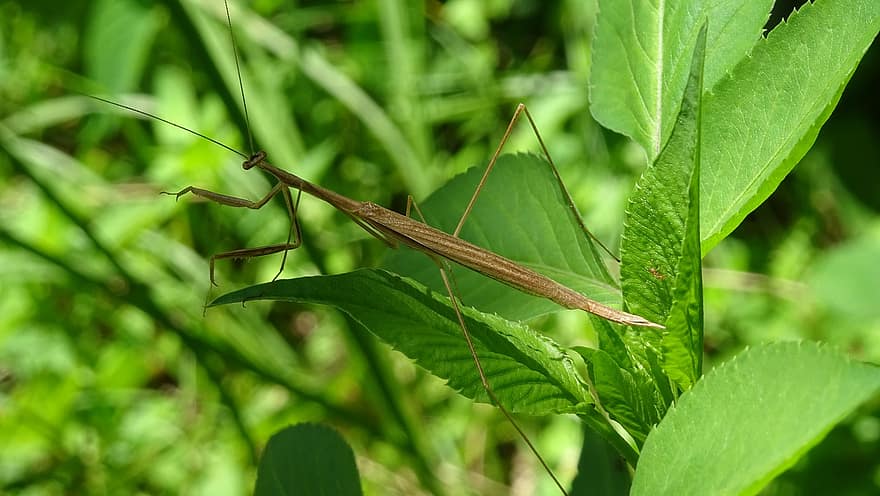 Insect, Mantis, Leaves, Foliage, Plants, close-up, macro, green color, leaf, plant, summer