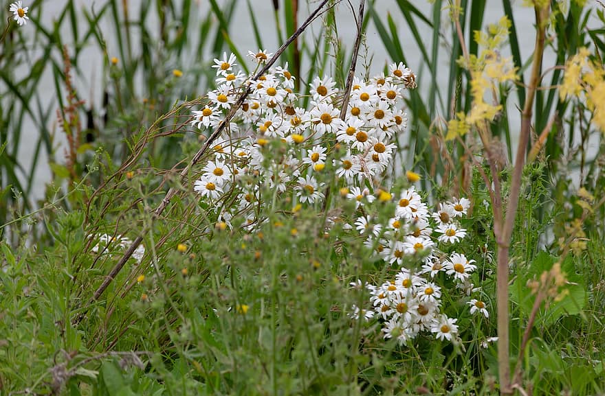 oxeye daisy, hund daisy, daisy, vilde blomster, stor tusindfryd, Mark, forår, flor, natur, Krydderurt, flora
