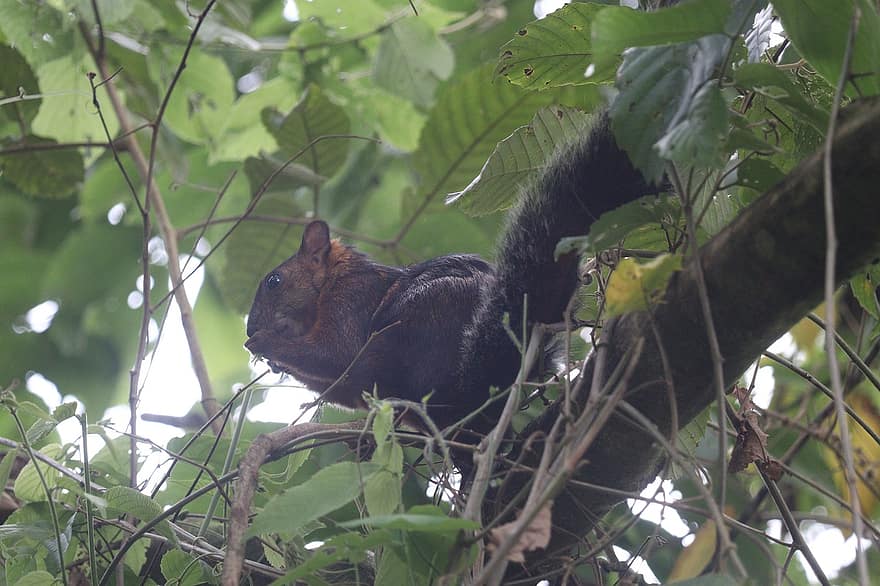 animal, mammifère, écureuil, rongeur, arbre, forêt, Costa Rica, alimentation, espèce, faune, animaux à l'état sauvage