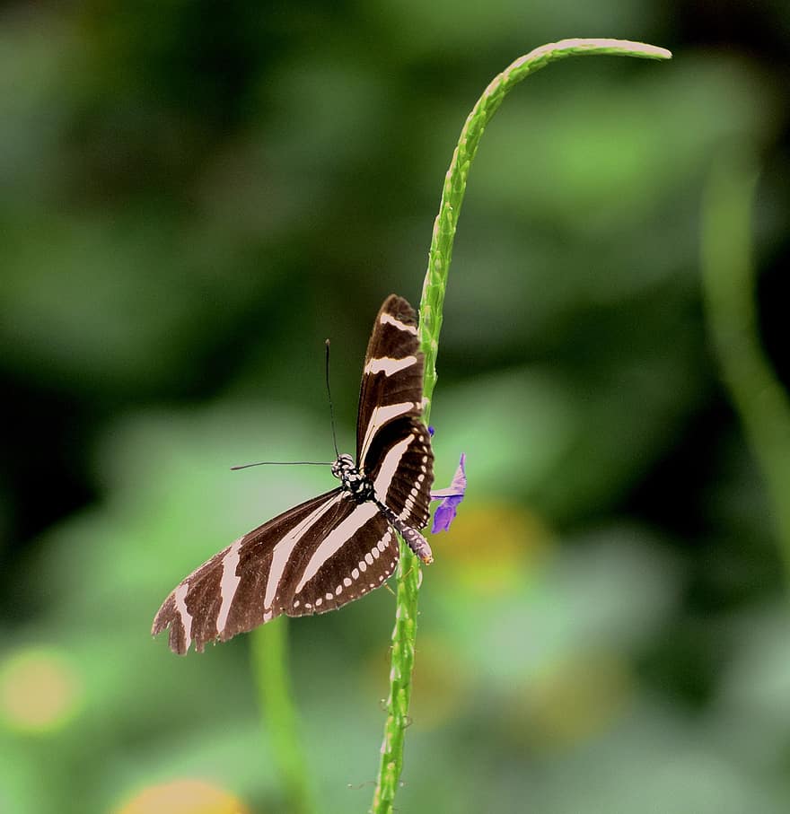 motyl, owad, motyl longwing zebry, zwierzę, roślina, Natura