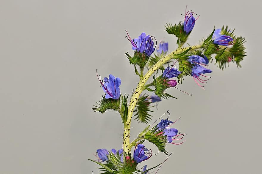 ziedi, parastais natternkopf, zils, savvaļas augu, flora, raksturs, savvaļas zieds