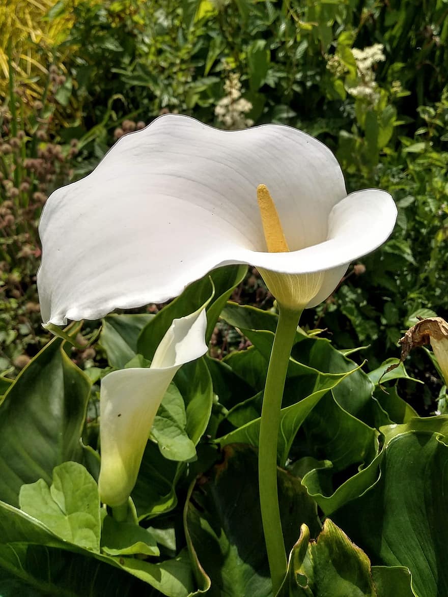 lelija, balta, gėlė, sodas