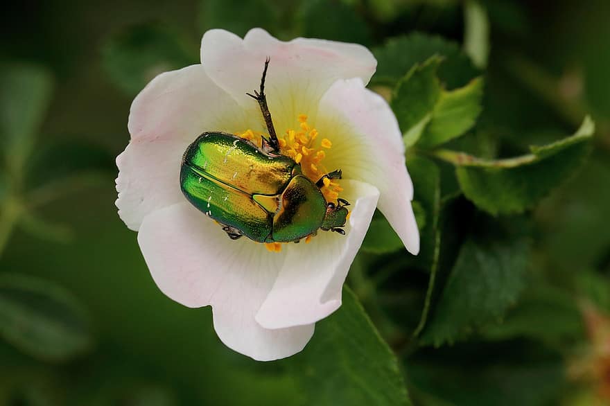 serangga, kumbang, ilmu serangga, Tembaga Chafer, alam, jenis, makro, merapatkan, musim panas, bunga, warna hijau