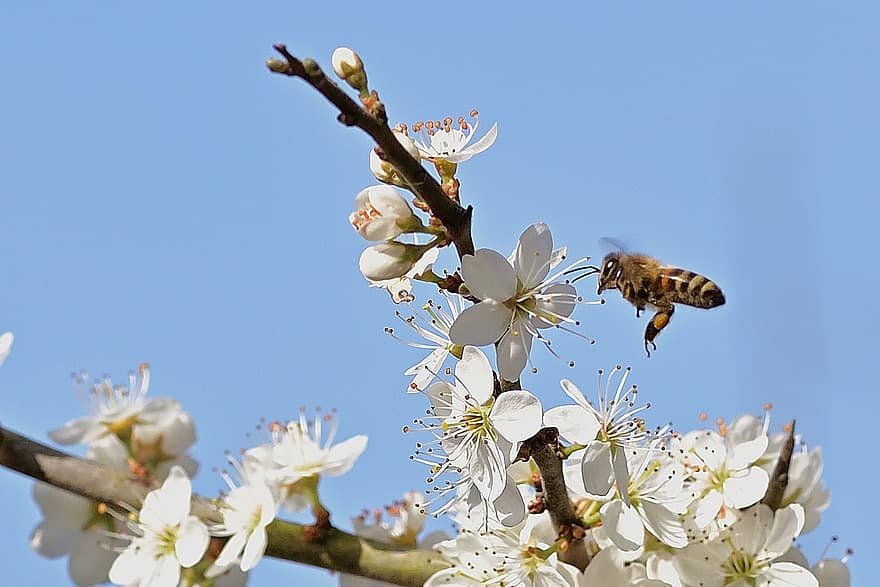 пчела, опрашване, цветя, насекомо, ентомология, цветчета, цветен прашец, трънка, пружина, пролетно време, цвете
