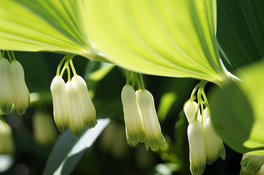 Flower, Lily Of The Valley, Plant, Spring Bloomers, Nature, Garden, green color, leaf, close-up, summer, freshness