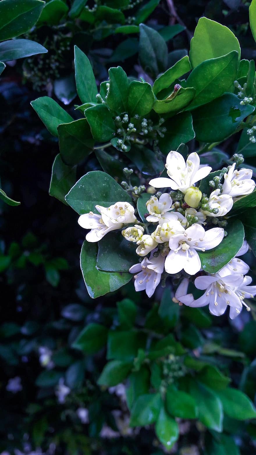 Jasmine, Flowers, Plant, White Flowers, Petals, Buds, Bloom, Leaves, Nature