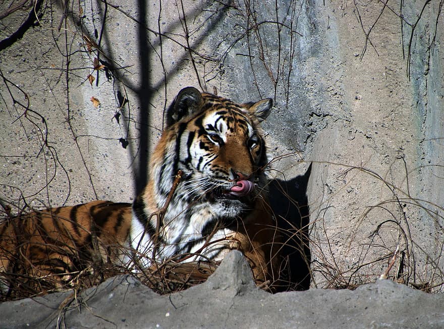 tiger, dyr, dyrehage, stor katt, striper, feline, pattedyr, natur, dyreliv, dyreliv fotografering, fauna