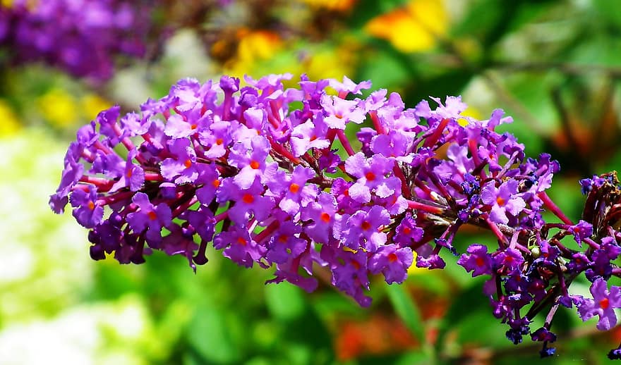 fiori, cespuglio di farfalle, lilla, fiori viola, natura, avvicinamento, pianta, viola, fiore, estate, foglia