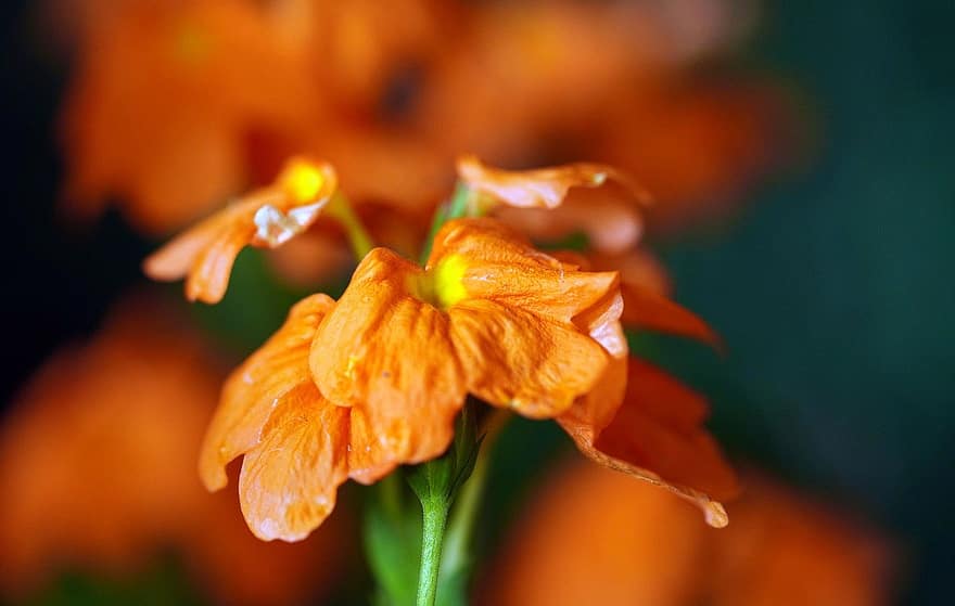 flor de petardo, las flores, planta, Crossandra, flor naranja, pétalos, floración, naturaleza, de cerca, flor, hoja