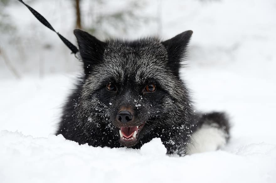 Fox, Silver Fox, Predator, Smile, Black Silver, Cute, Mammals, Animal, Fauna