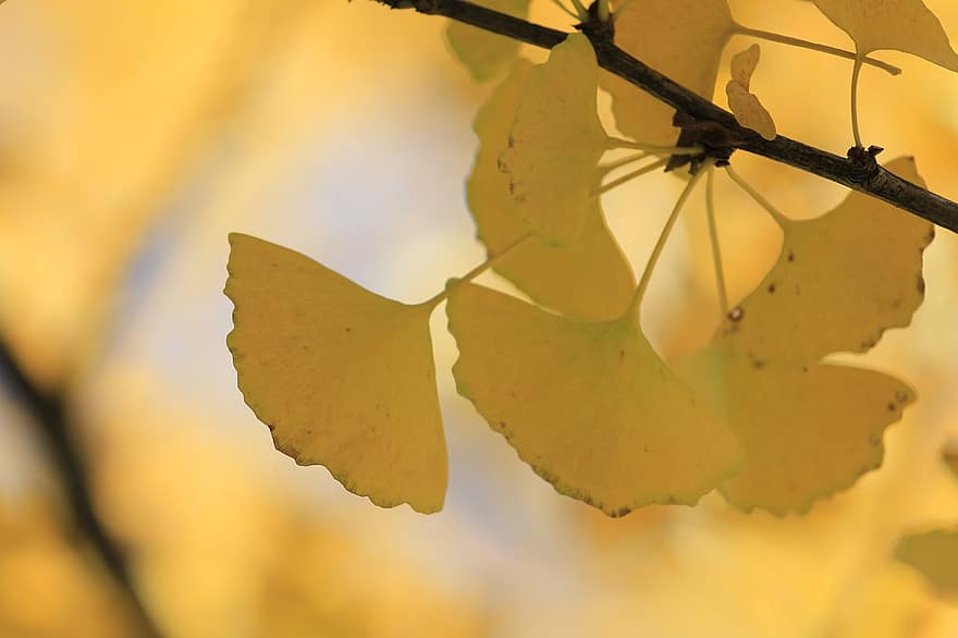 ginkgo, le foglie, autunno, Ginkgo biloba, ramo, albero, pianta
