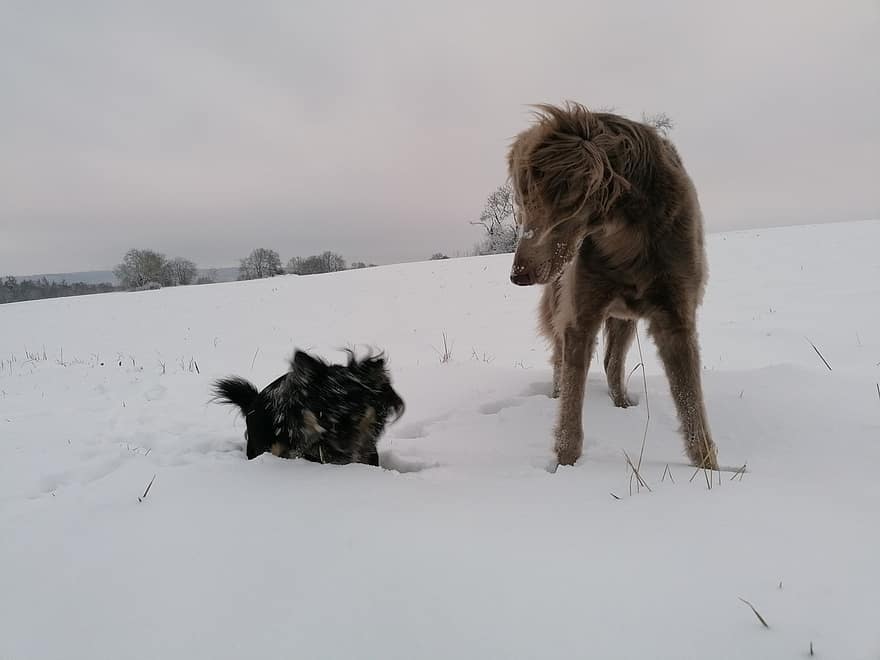 perros, canino, nieve, Weimaraner, chihuahua, invierno, caminar, naturaleza, divertido, alegría