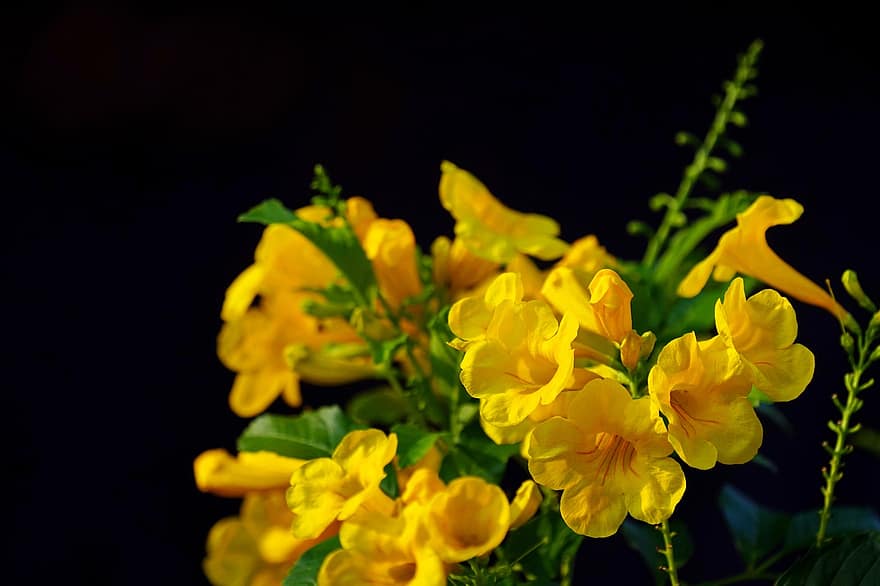 tecoma stans, Žlutý starší, žluté květy, zahrada, flóra, žlutá, květ, rostlina, detail, letní, list