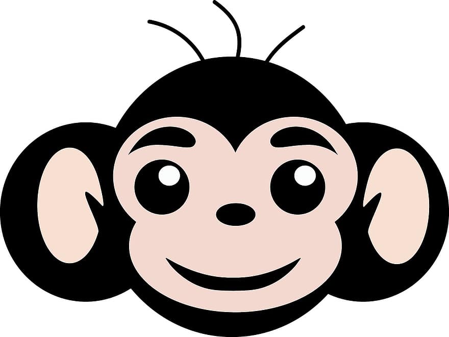 majom, Egyszerű majom
