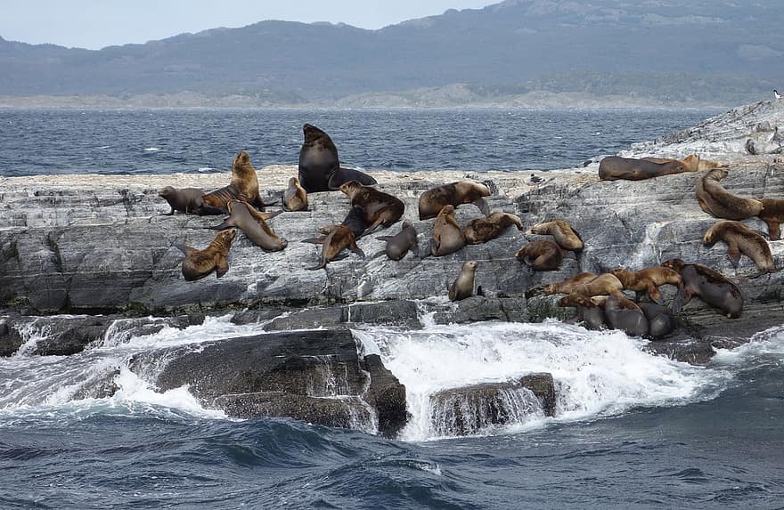 singa laut, pantai, batu, saluran beagle, Argentina, patagonia, alam, fauna