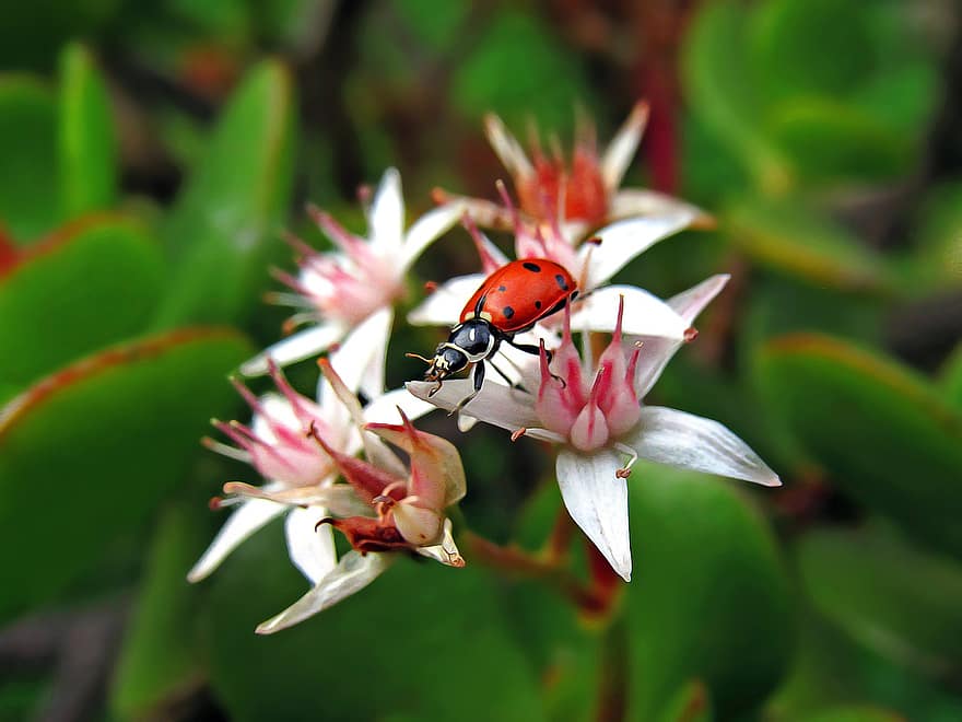 mariquita, escarabajo, las flores, minúsculo, insecto, animal, planta, naturaleza