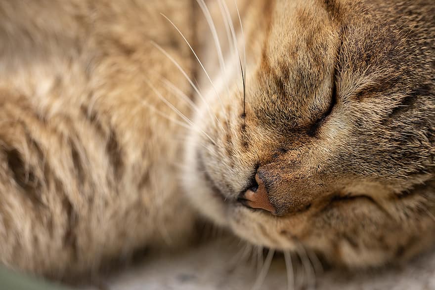chat, tigré, en train de dormir, animal de compagnie, animal, national, félin, mammifère, tête, nez, moustaches