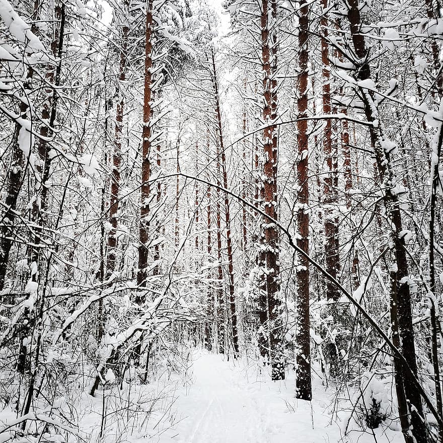 pădure, copaci, iarnă, zăpadă, natură, peisaj, călătorie, în aer liber, copac, sezon, îngheţ