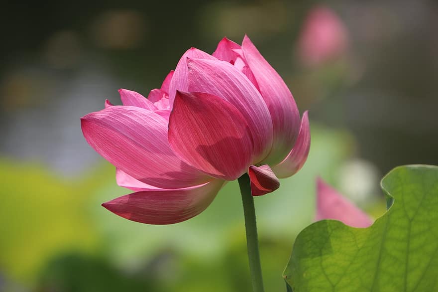 Lotus, Blume, pinke Blume, rosa Blütenblätter, Pflanze, Seerose, Wasserpflanze, Flora, Blühen, blühend, Natur