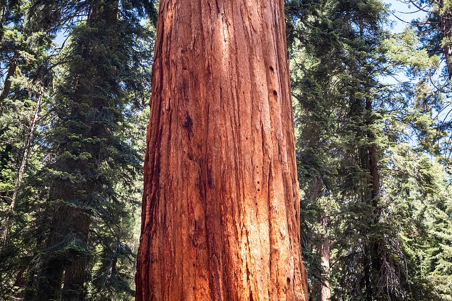 красное дерево, лес, дерево, лай, Калифорния, зеленый, коричневый, национальный, пейзаж, леса, текстура