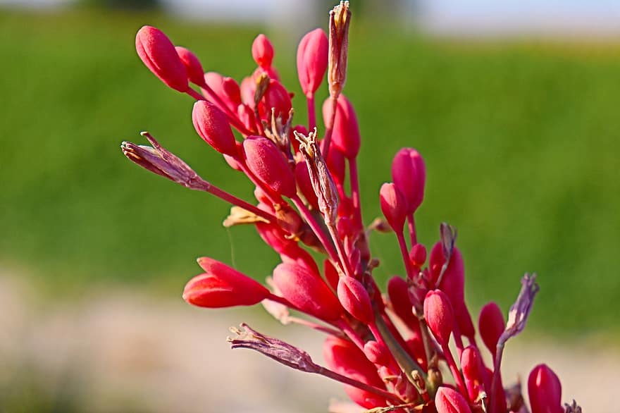 κόκκινο λουλούδι, Ντόχα, Κατάρ, ΤΡΙΑΝΤΑΦΥΛΛΟ