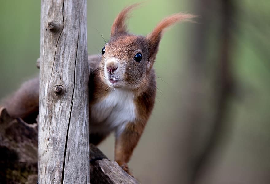 esquirol, animal, fusta, esquirol vermell, esquirol de l'arbre, rosegador, mamífer, vida salvatge, naturalesa